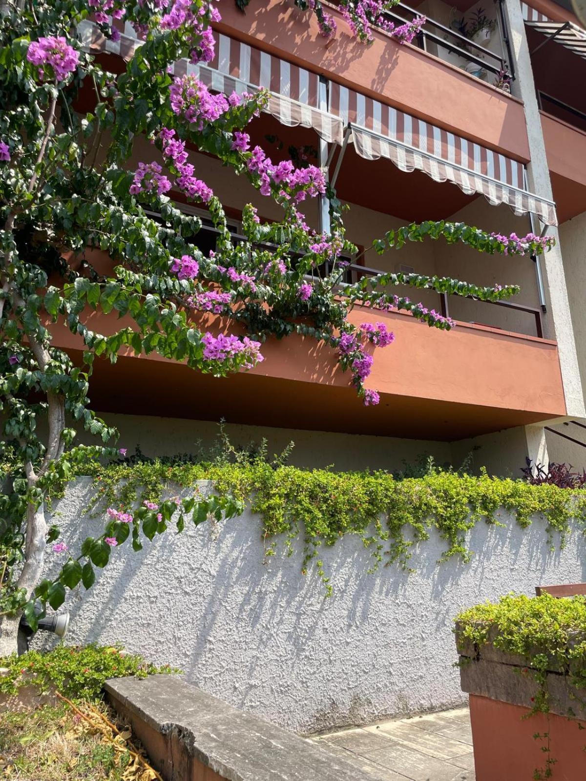 Kormorano Malcesine